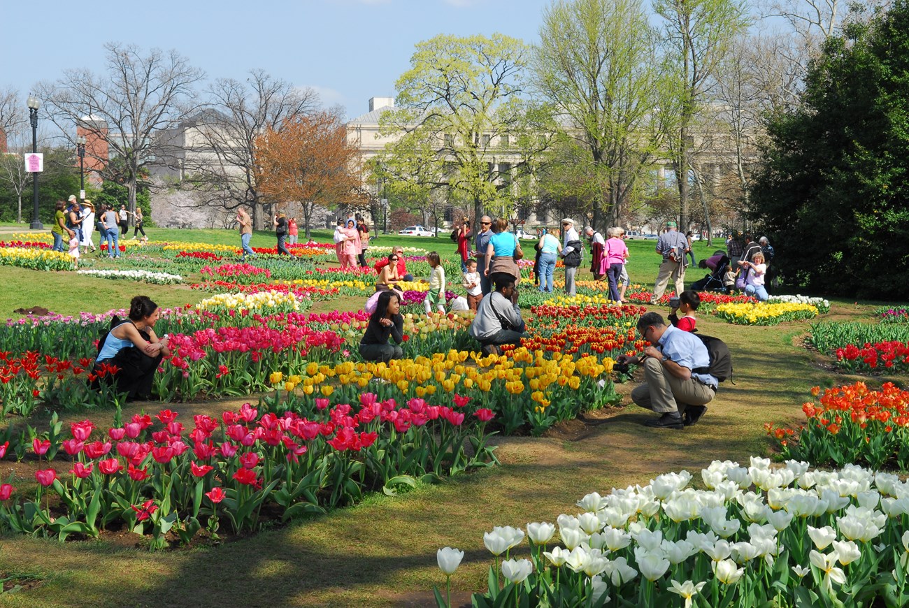 Spring into health! visitors standing in tulip gardens