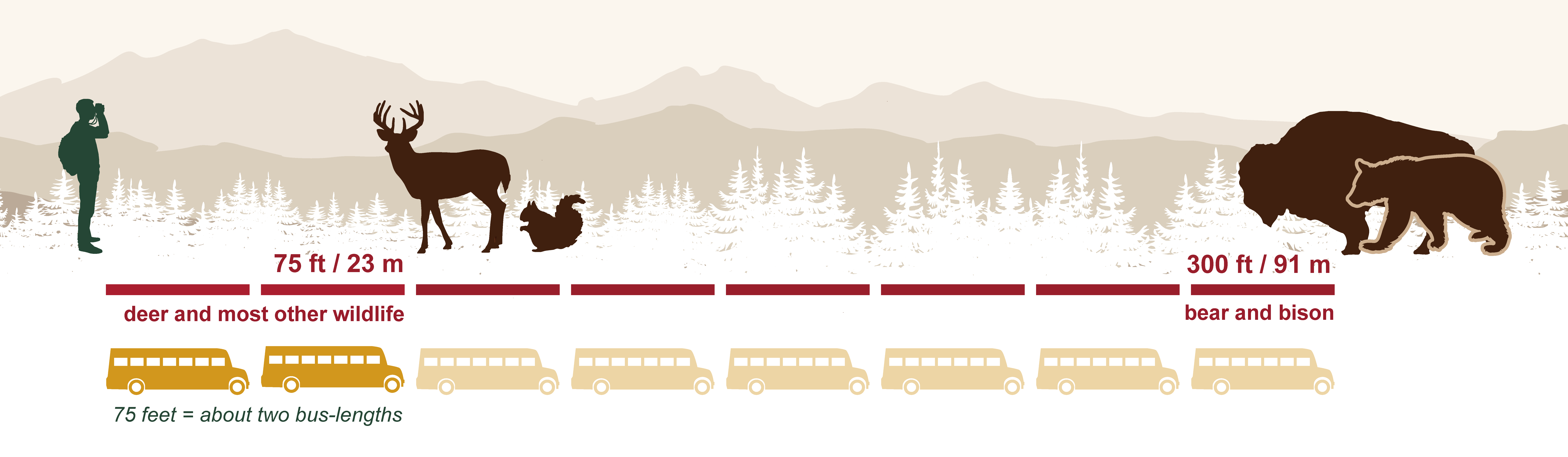 An infographic of a person staying 75 feet away from a deer and squirrel and 300 feet from a bear and bison. Images of the length of 2 school buses are below to indicate a way to measure about 75 feet and 8 school buses to measure about 300 feet.