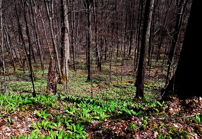 A forest with many green ramps growing up from between the dead leaves of last fall.