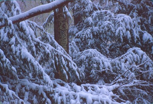 Snowy boughs of evergreen trees.