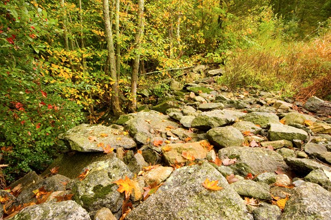 A rocky river bed in a forest.