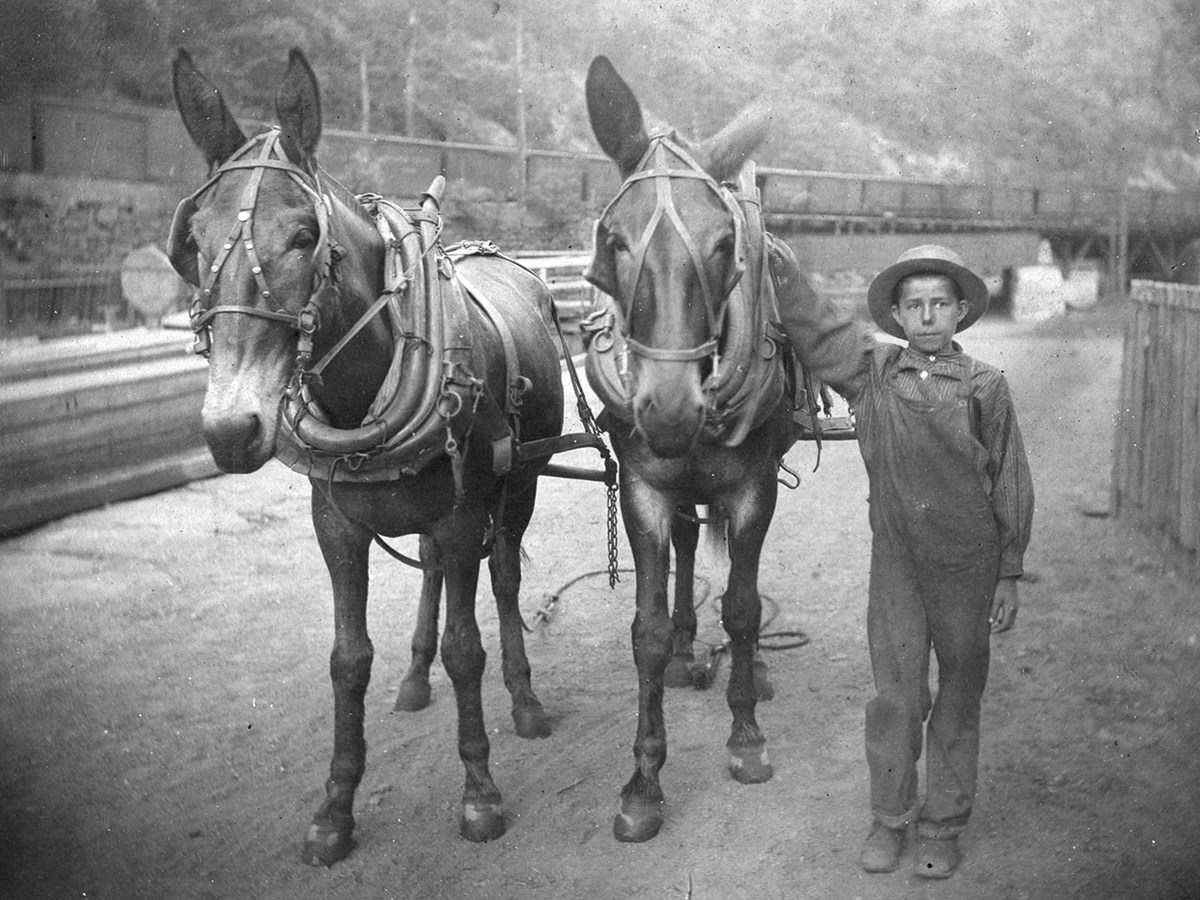 Historical photo of boy leading two mules along the Lehigh Canal towpath near Mauch Chunk, PA