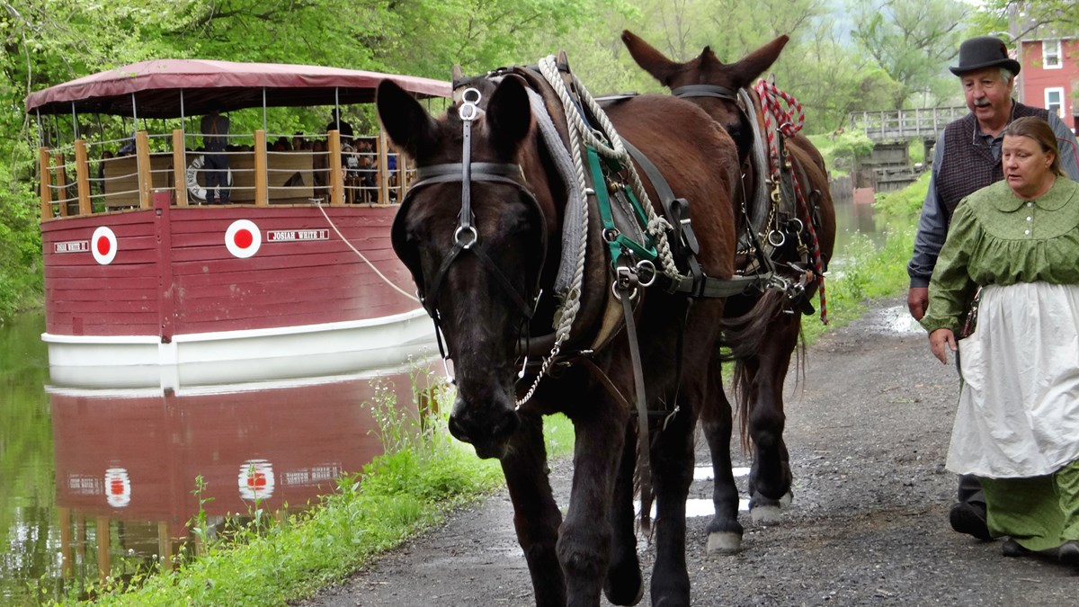 Two brown mules pull a school group on a red canal boat along the Lehigh Canal at the National Canal Museum