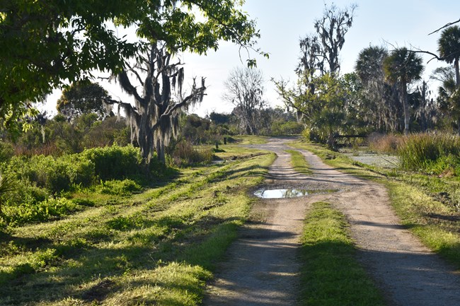 A dirt road through Butler Island plantation, which is now a wildlife refuge, with trees and spanish moss.