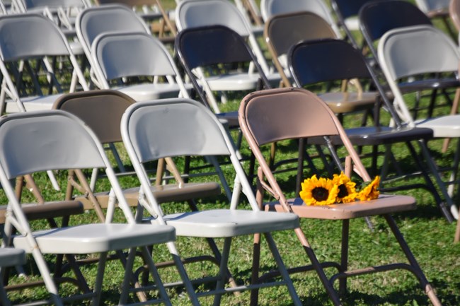 Some of the 436 chairs set out for the Weeping Time memorial service. Sunflowers are laid out on one chair.