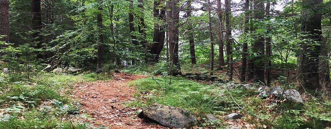Mass Audubon Endicott Wildlife Sanctuary Green wetland forest