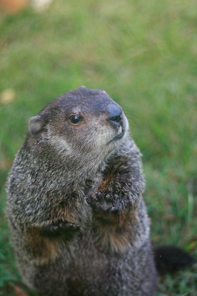 Ms. G, a groundhog, sits on her haunches on a lawn.
