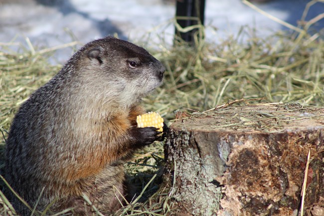 Ms. G, a groundhog, eats a piece of corn on the cob.