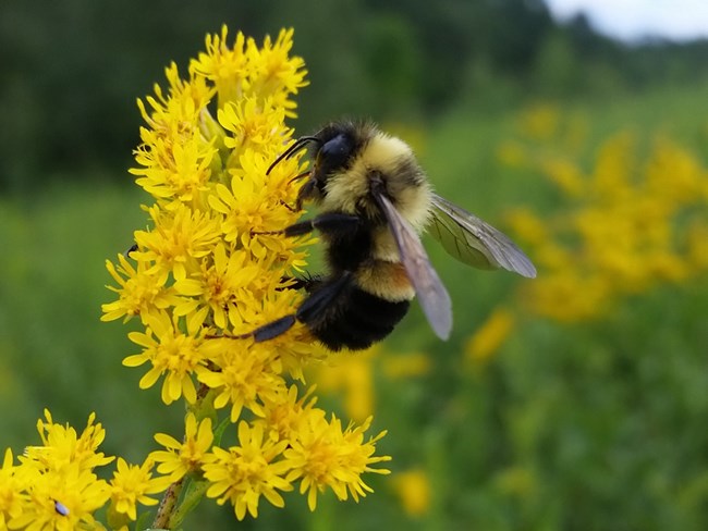Pollinator Bee on yellow goldenrod flowers at Effigy Mounds NM