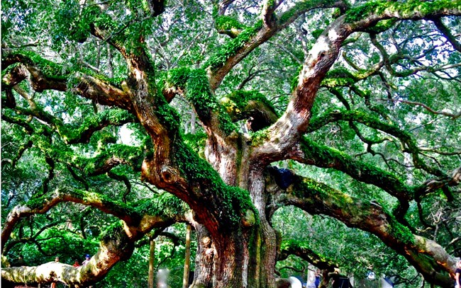 A massive tree with green canopy and many thick branches on which grow small and vibrant green ferns.