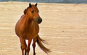 A brown horse stands on tan sand