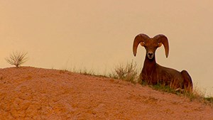 A big horned sheep peaks over a hill of red earth looking towards us