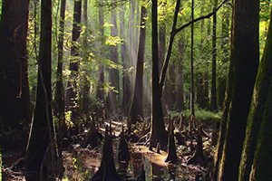 Sunbeams shine down through a thick green canopy of trees to the forest floor below