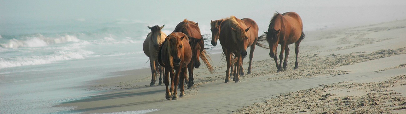 Brown horses on the beach facing the camera with the water to the left of the frame and sand to the right