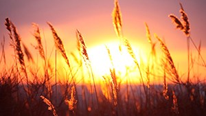 FIIS_WordsOnFire3_thumbnail FIIS_WordsOnFire3_thumbnail