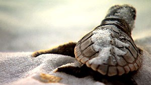Baby Turtle