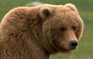 A brown bear looks over his shoulder