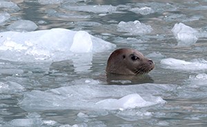 A grey seal pops his head out of the icy waters