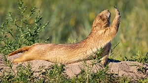 A brown animal stretches in the sunlight