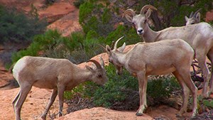 WILD America's Wilderness