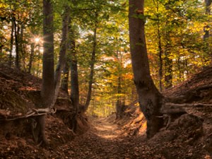 A trail through a wooded area with hills rising steeply on both sides of the path.