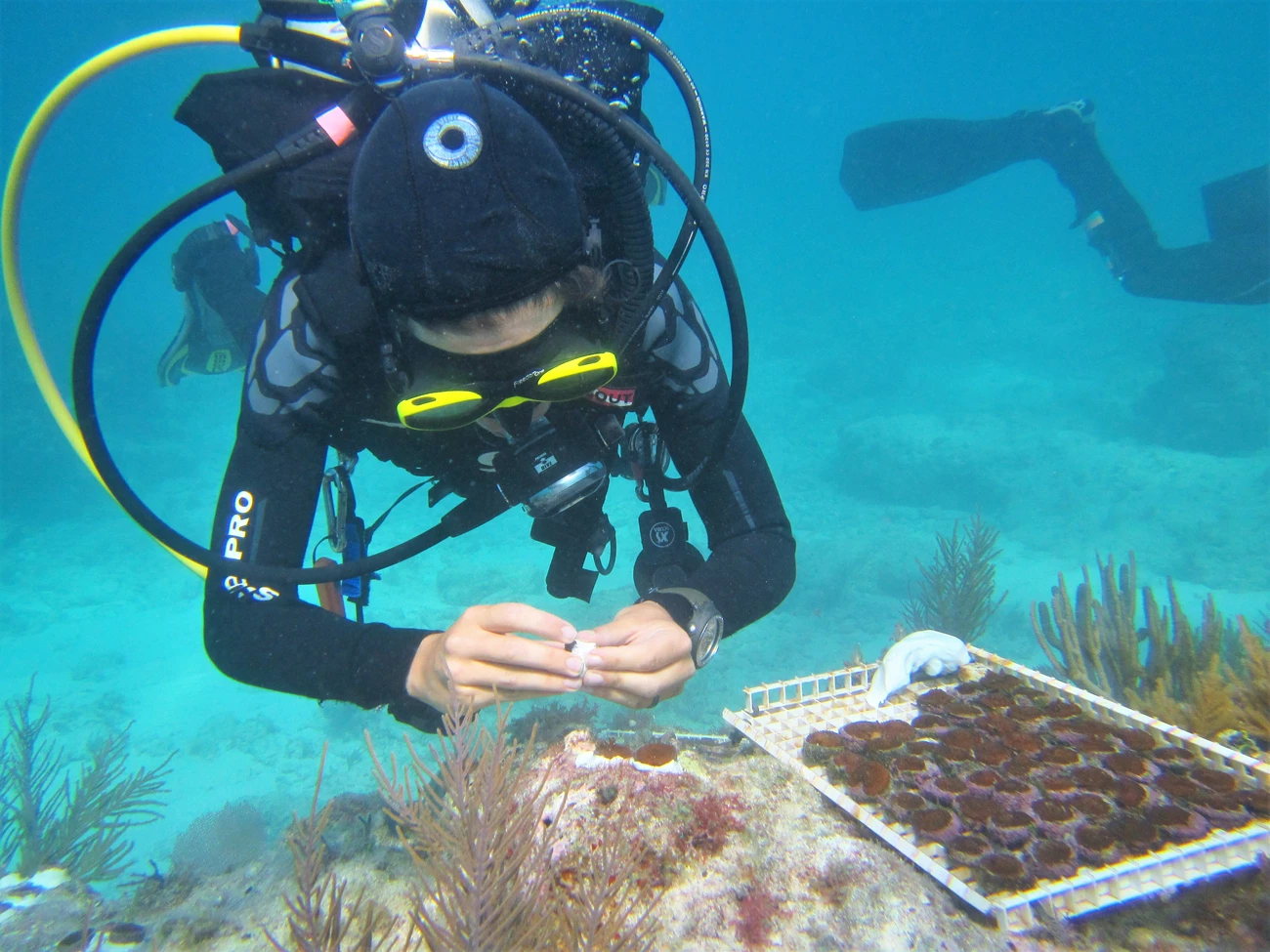 Coral Outplanting a person in scuba gear examines a piece of coral underwater