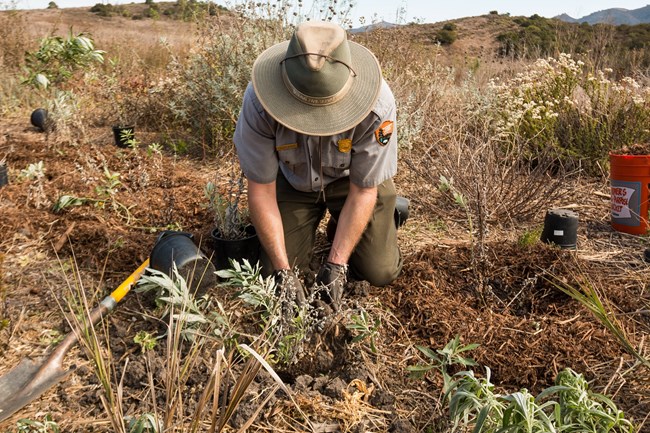 National Park Service staff planting native species
