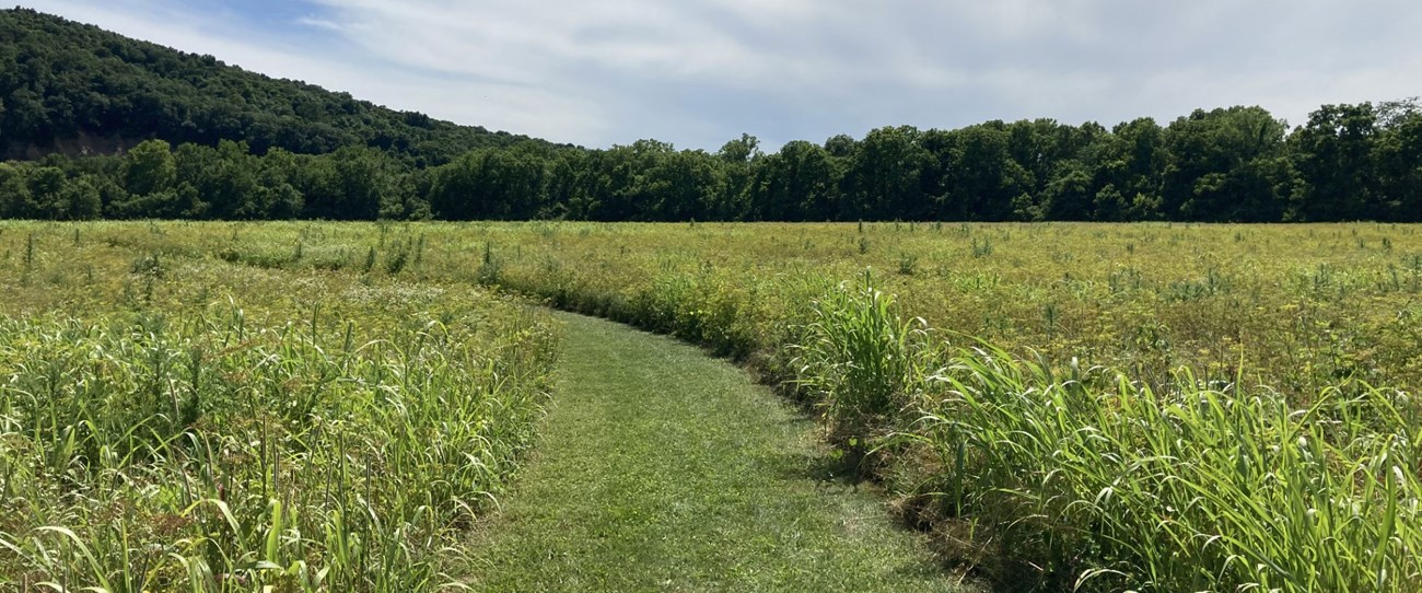 a field of tall grasses with a path mowed down the center of the image