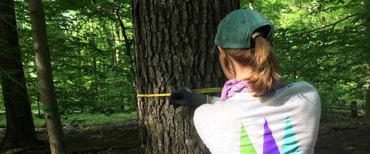 a woman uses a tape measure to measure the width of a tree trunk