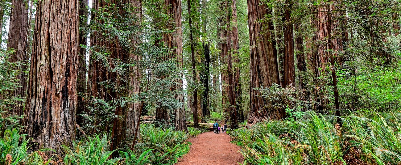 A family on a trail is dwarfed by towering redwood trees, red bark and greenery surround them.
