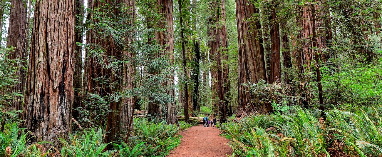 Redwood Grove A family on a trail is dwarfed by towering redwood trees, red bark and greenery surround them.