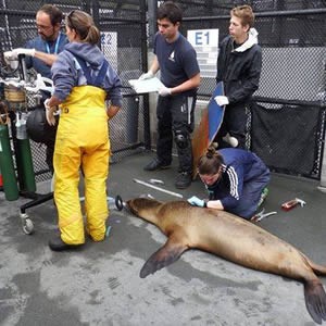 lt= An international volunteer from Chile worked with sea lions at Golden Gate National Recreation Area.