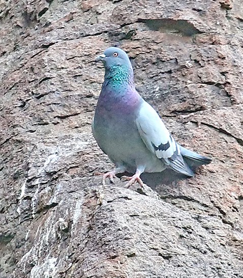 rock pigeon single bird stands in front of rock wall