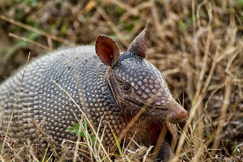 an armadillo stands in short grass