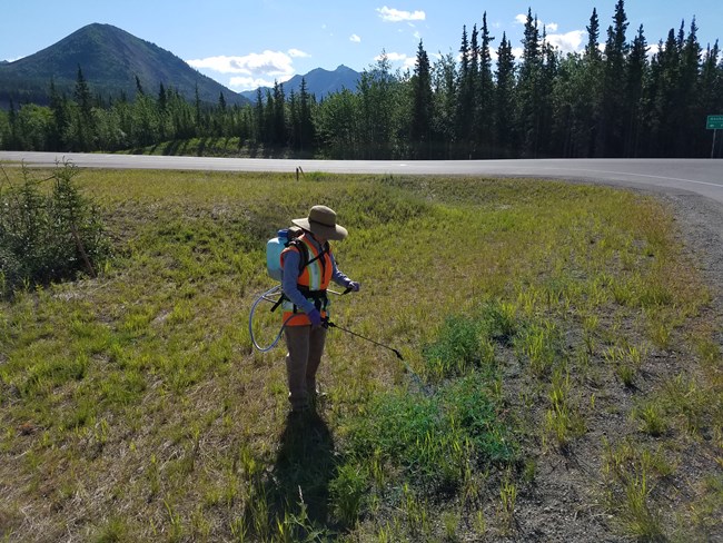 A member of the Alaska Exotic Plant Management Team sprays for sweetclover at the entrance of Denali National Park and Preserve.