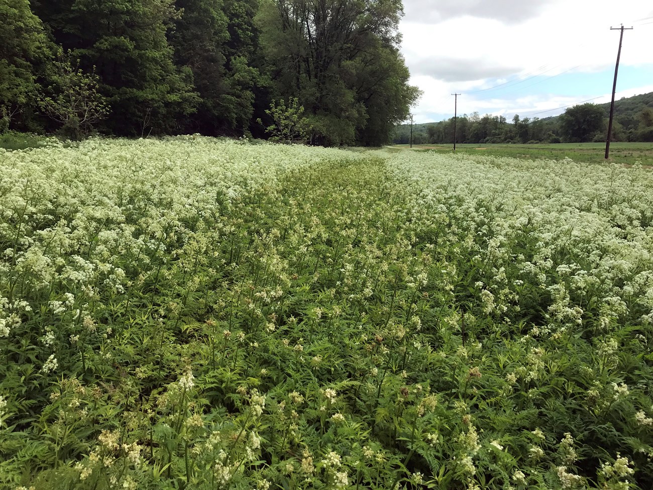Cow parsley (Anthriscus sylvestris) forming a monocrop in Delaware Water Gap National Recreation Area. NPS Photo.