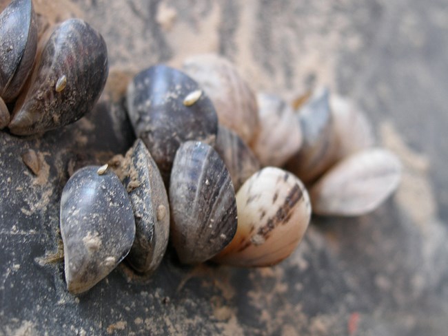 Young mussels adhered to a boat