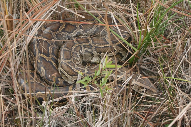 Burmese python coiled up in tall grass