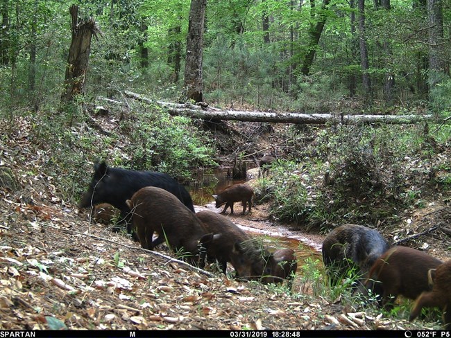 numerous feral swine peruse the bank of a small creek in the forest