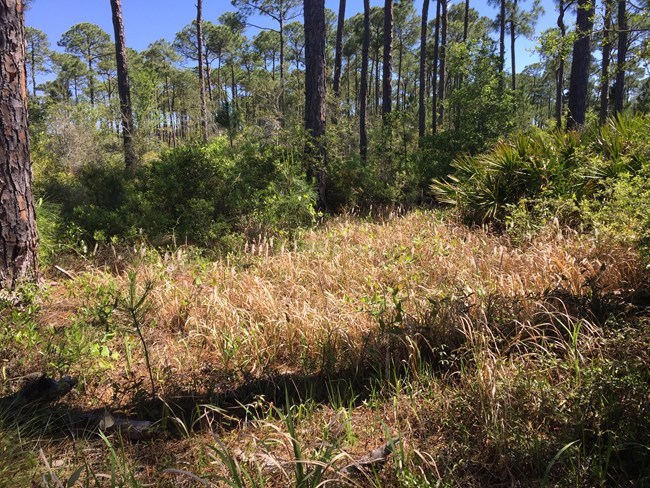 Cogon grass (Imperata cylindrica) in a clearing at Gulf Islands National Seashore. NPS Photo