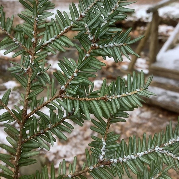 thousands of tiny white insects appear as white fluff on the branches of a hemlock tree