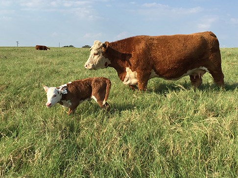 cow and calf stand in grassy field