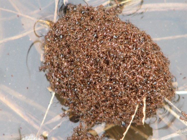large clump of ants floating