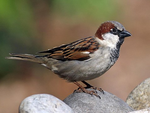 house sparrow single bird perches on a rock