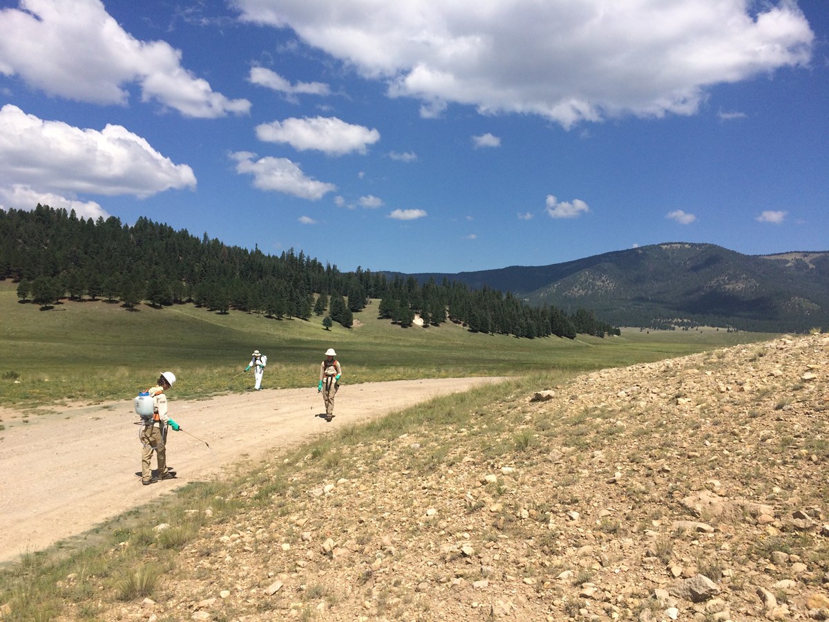 Crewmembers of the Southwest Exotic Plant Management Team (EPMT) spray cheatgrass along the roadside in Valles Caldera National Preserve in New Mexico. NPS photo