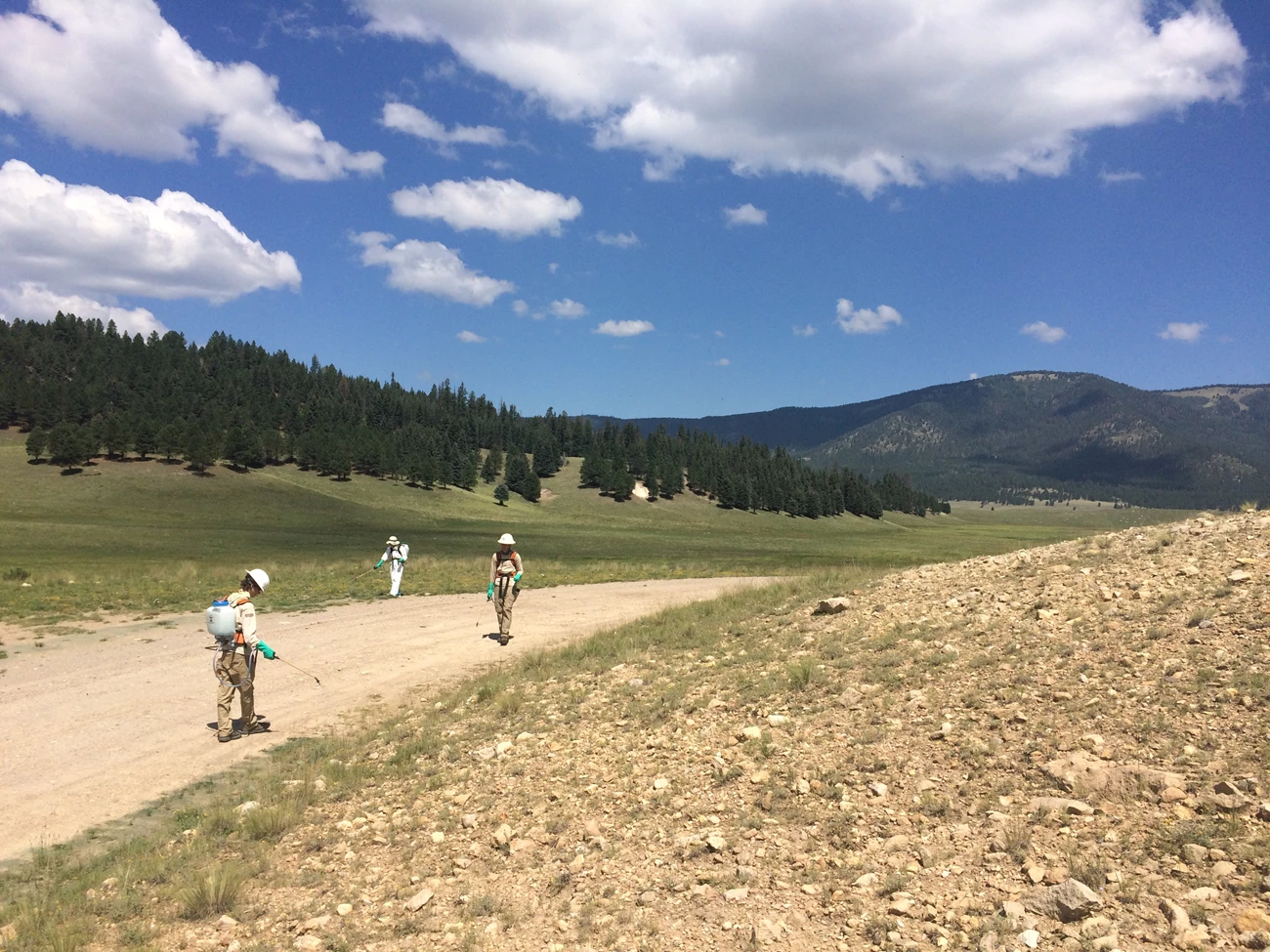 VALL_Cheatgrass_2018 Crewmembers of the Southwest Exotic Plant Management Team (EPMT) spray cheatgrass along the roadside in Valles Caldera National Preserve in New Mexico. NPS photo