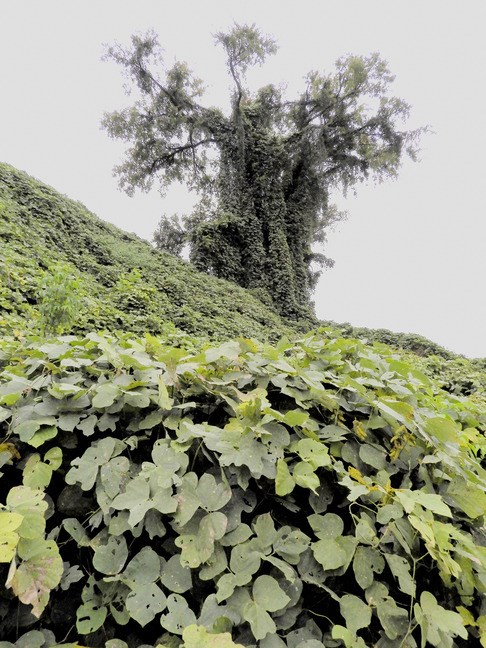 green ivy covers trees and all plants in a field