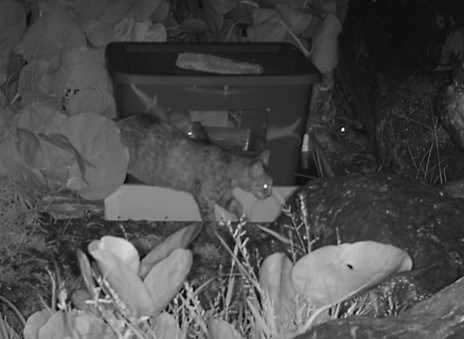 a black and white image of a cat roaming at night