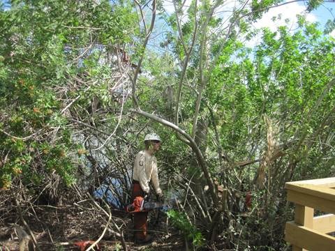 a person in hard had uses a chainsaw to remove vegetation