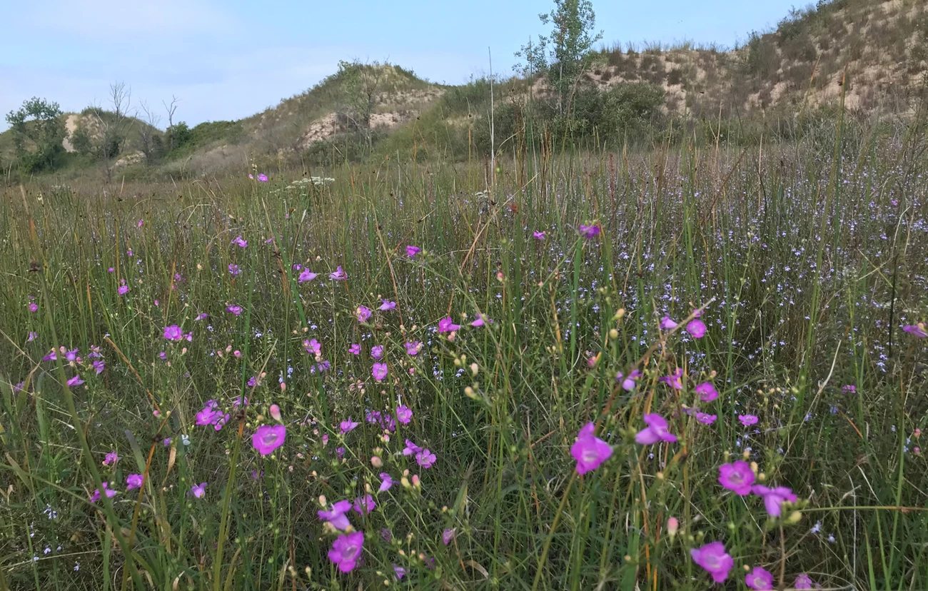The wildflowers that bloom in the interdunal wetland are a beautiful representation of the biodiversity that has returned. pink wildflowers in bloom among tall grass